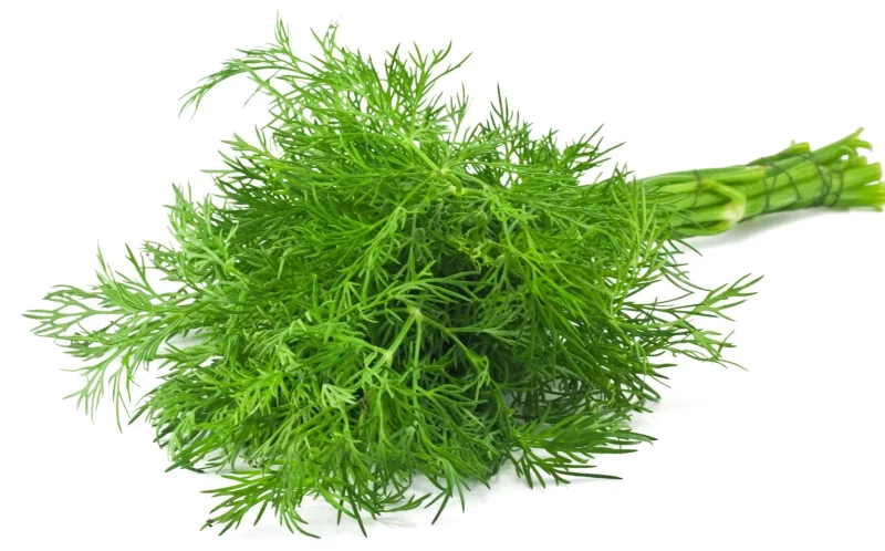 Dillsmör