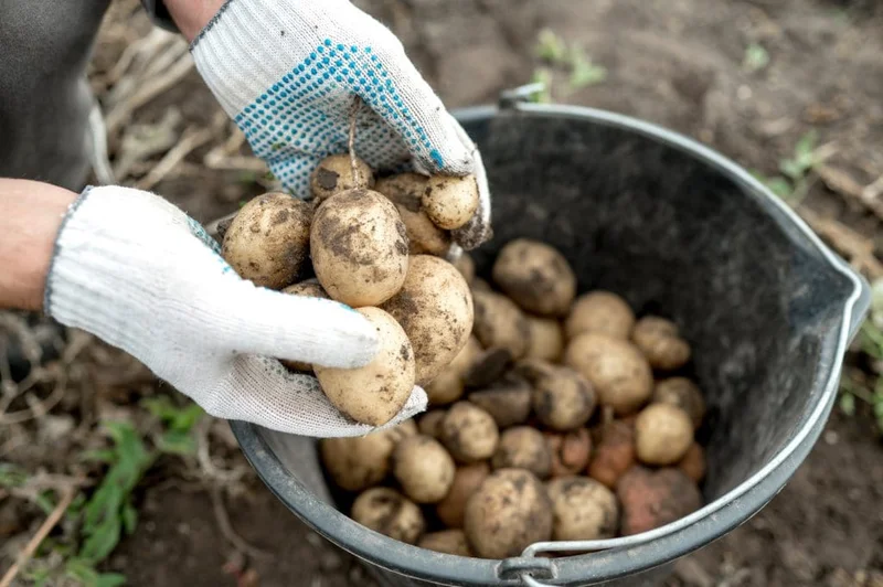 Mormorstips: Förvara inte potatis och lök tillsammans
