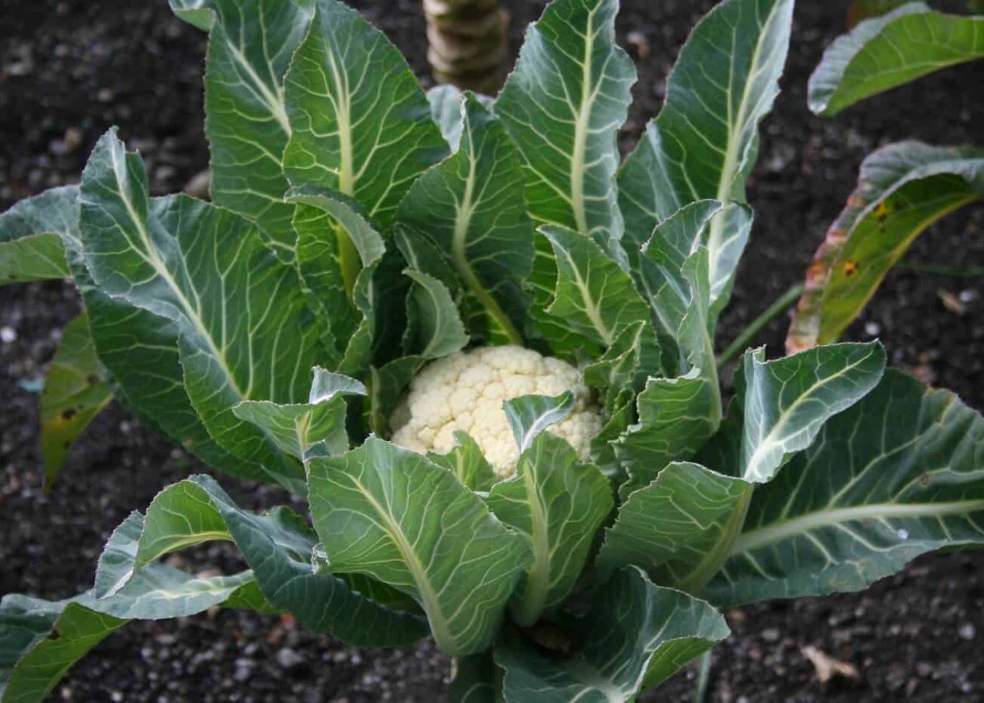 Rosta blomkålsbladen i ugnen – ett smakrikt och hållbart tips